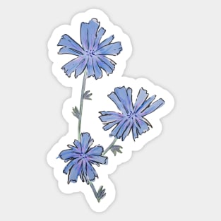 Chicory wildflower drawing Sticker